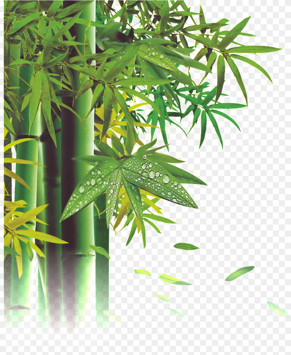 De Bamb Poster Nature Template, Plant, Bamboo Free Transparent Png