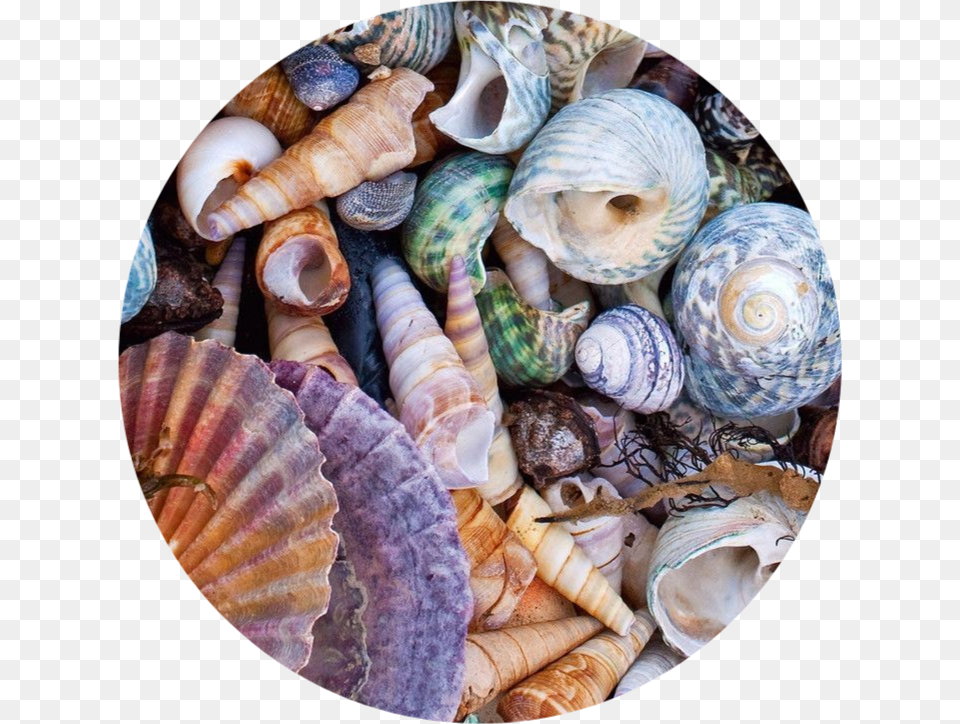 De Conchas Do Mar, Animal, Seafood, Sea Life, Seashell Png