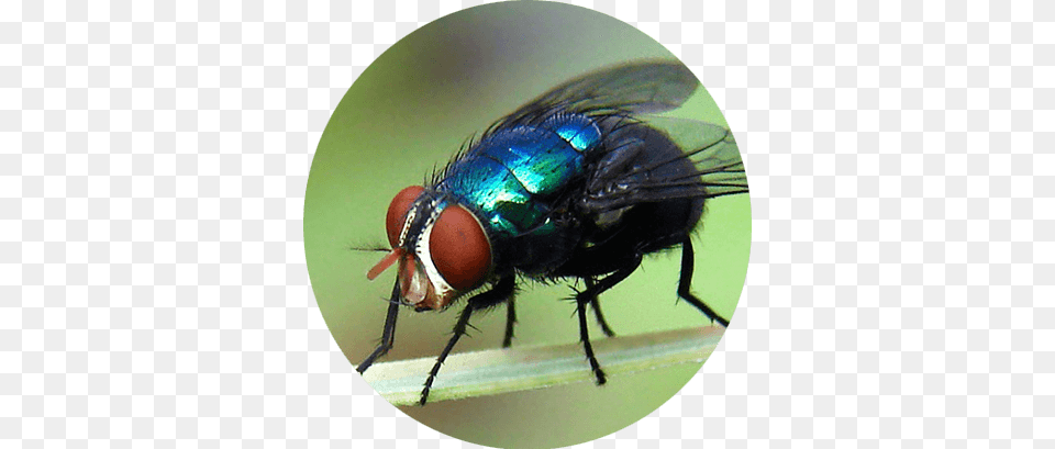 De Controle De Moscas Em Belo Horizonte Miase Primria E Secundria, Animal, Fly, Insect, Invertebrate Free Png