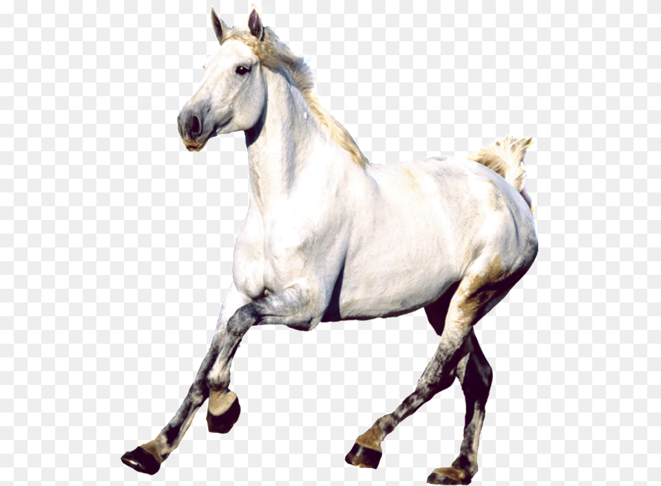 De Estetica Caballo Real Mustang Horse, Animal, Mammal, Stallion, Andalusian Horse Free Png Download