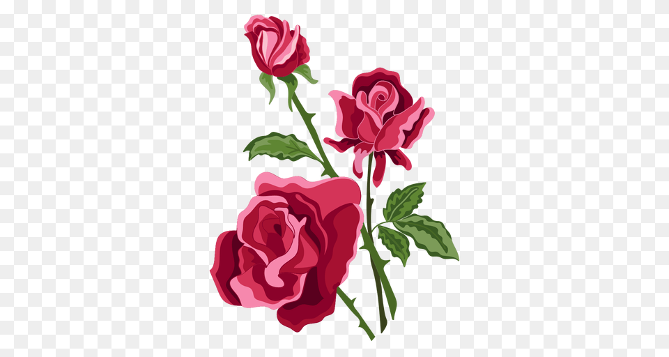 De Flores Rosas, Flower, Plant, Rose, Carnation Png