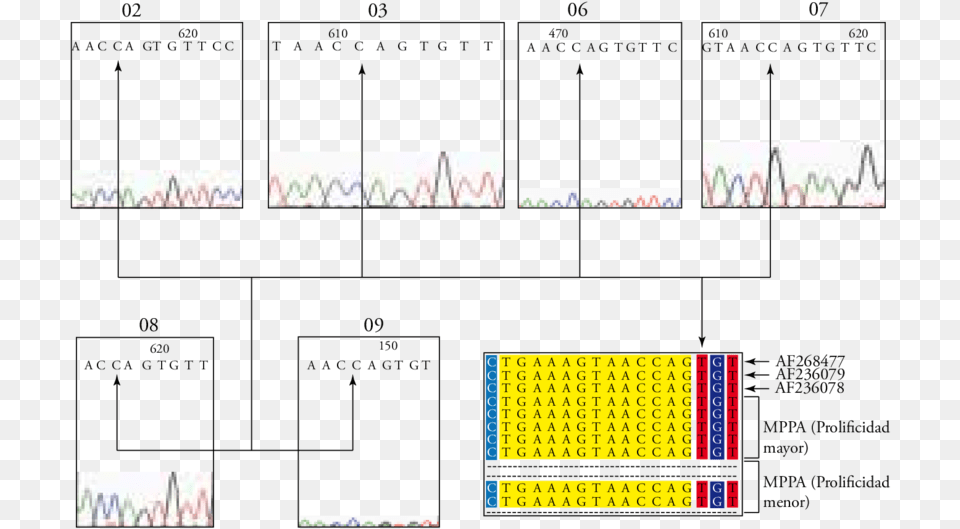 De La Variacin En La Base Nucleotdica Comparando Nucleotide, Chart, Plot, Text, Qr Code Png