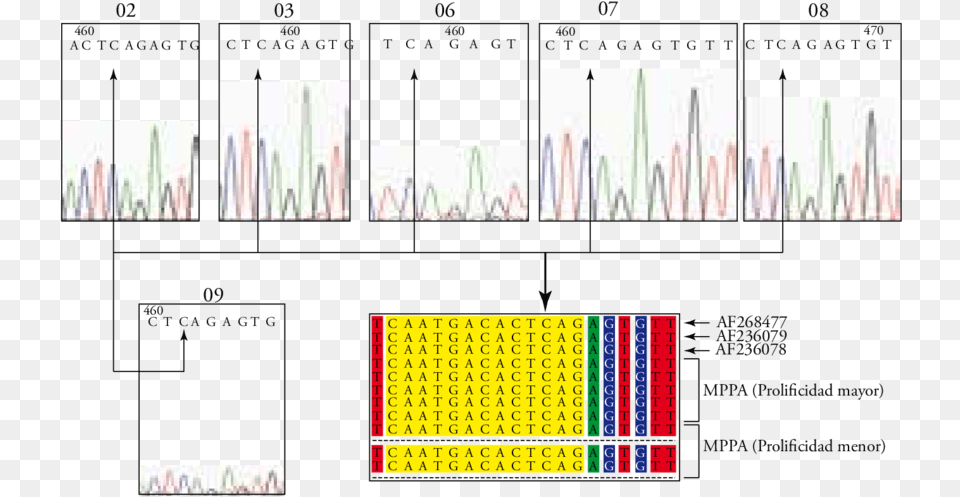 De La Variacin En La Base Nucleotdica Comparando Sequence Alignment, Chart, Plot, Text Free Transparent Png