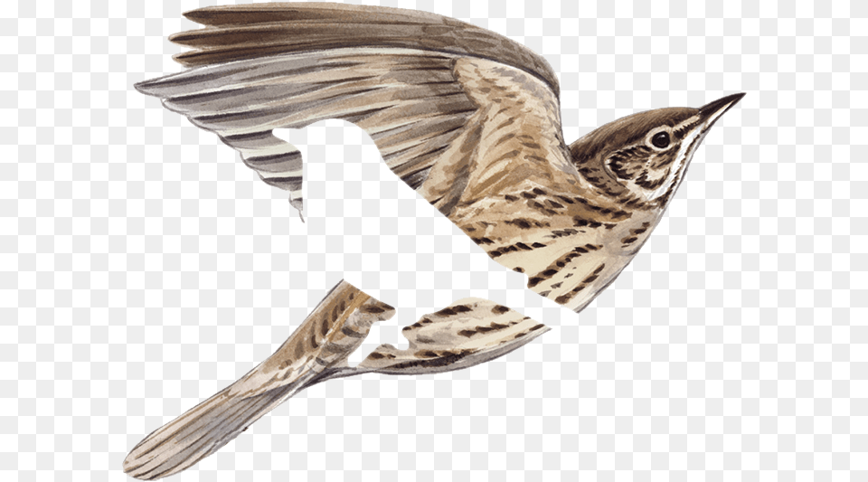 De Las Alturas American Tree Creeper, Animal, Anthus, Bird, Beak Free Png Download