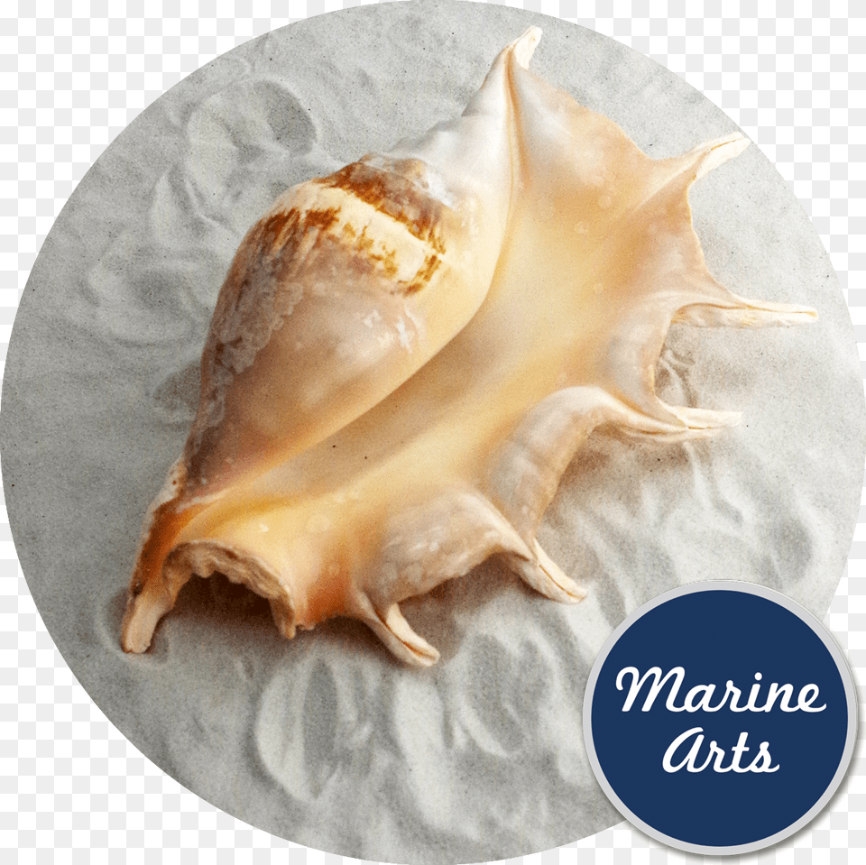 De Marchi, Animal, Invertebrate, Sea Life, Seashell Free Png