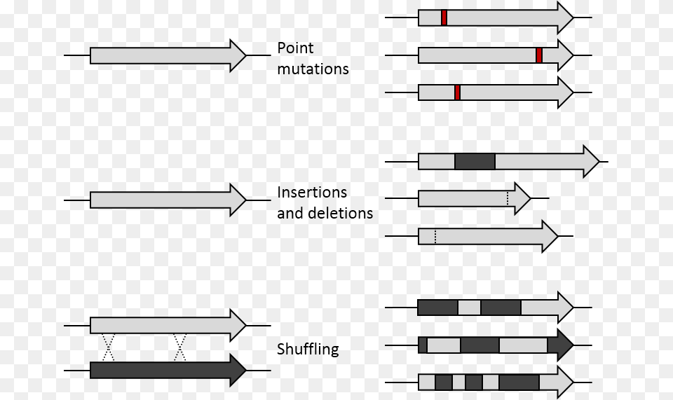 De Mutations Directed Protein Evolution Limitation, Cutlery, Text, Firearm, Weapon Png
