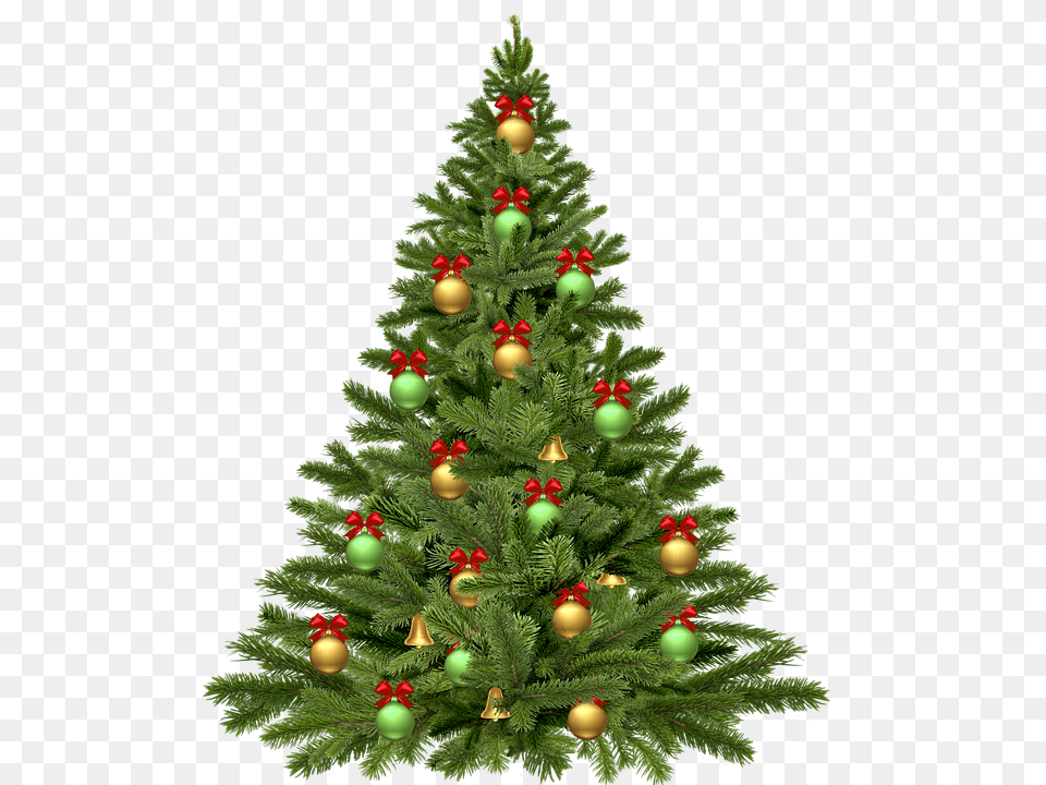 De Navidad O Natural El Dictamen, Plant, Tree, Christmas, Christmas Decorations Png Image