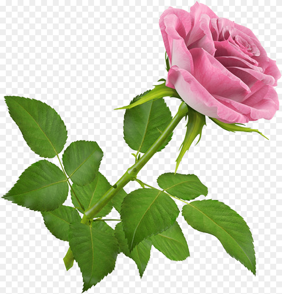 De Nuria D Publicado En Flores Gifs De Flores Rose 3d, Flower, Plant Png Image