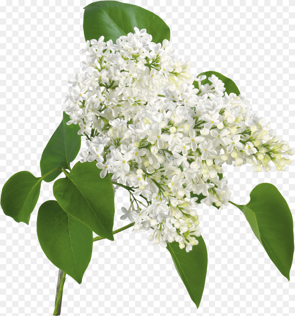 De Nuria D Publicado En Flores Transparent Background Lily Of The Valley, Flower, Plant, Lilac Free Png Download