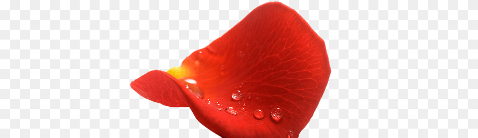 De Rosas Rojas Con Fondo Transparente, Flower, Petal, Plant Png