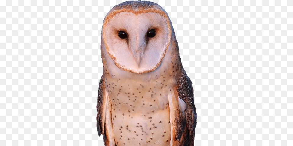 De Witt Birds Of Prey Center Barn Owl Icon, Animal, Bird Png Image