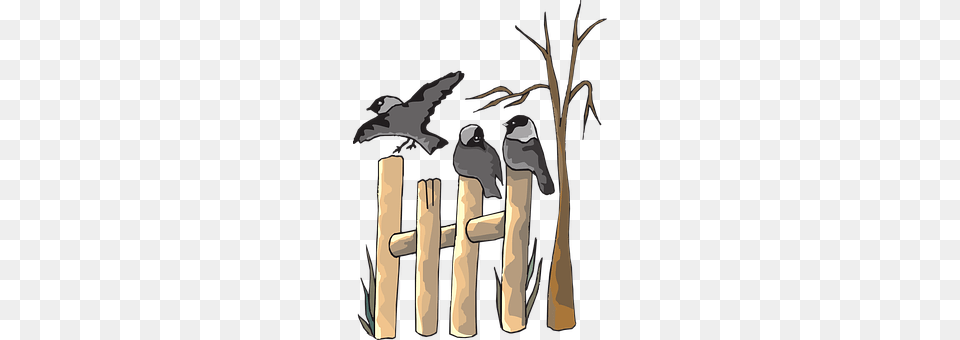 Dead Wood, Animal, Bird, Jay Png