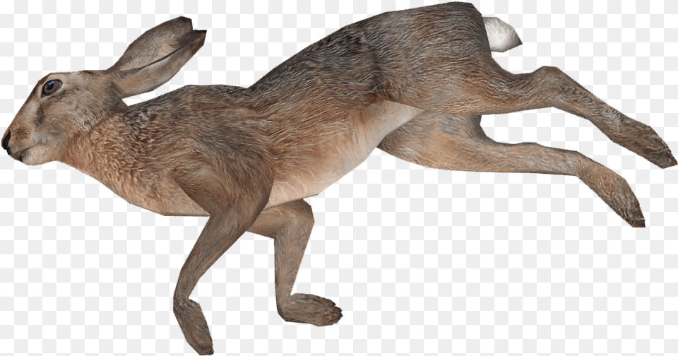 Dead Animal Transparent Background, Hare, Mammal, Rodent, Antelope Png Image