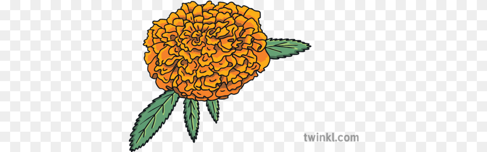 Dead Bingo English Marigold Flower Ks1 Sunflower, Plant, Petal, Dahlia, Floral Design Png