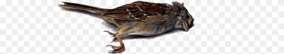 Dead Bird, Animal, Sparrow, Anthus, Finch Png Image