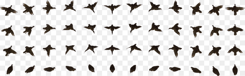 Dead Bird Small Bird Animation Free Png