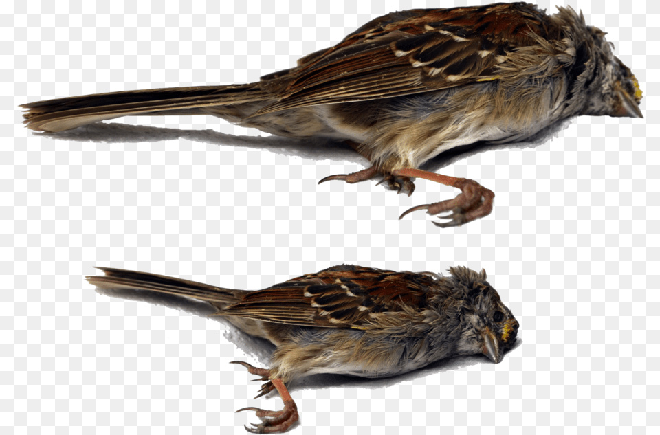 Dead Bird White Background, Animal, Anthus, Sparrow, Finch Png Image