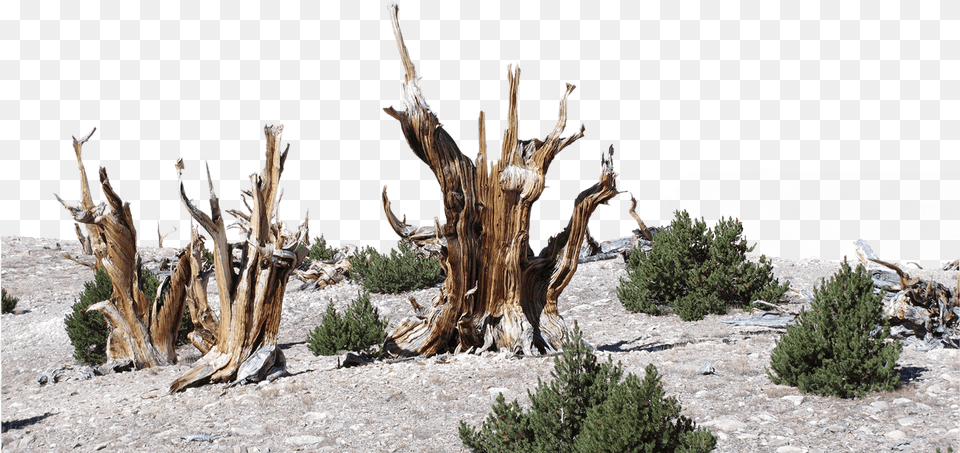 Dead Bristlecone Pines Stand Among Limber Pine Trees, Plant, Tree, Wood, Driftwood Free Png
