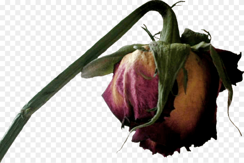 Dead Flower, Bud, Plant, Sprout, Petal Free Transparent Png