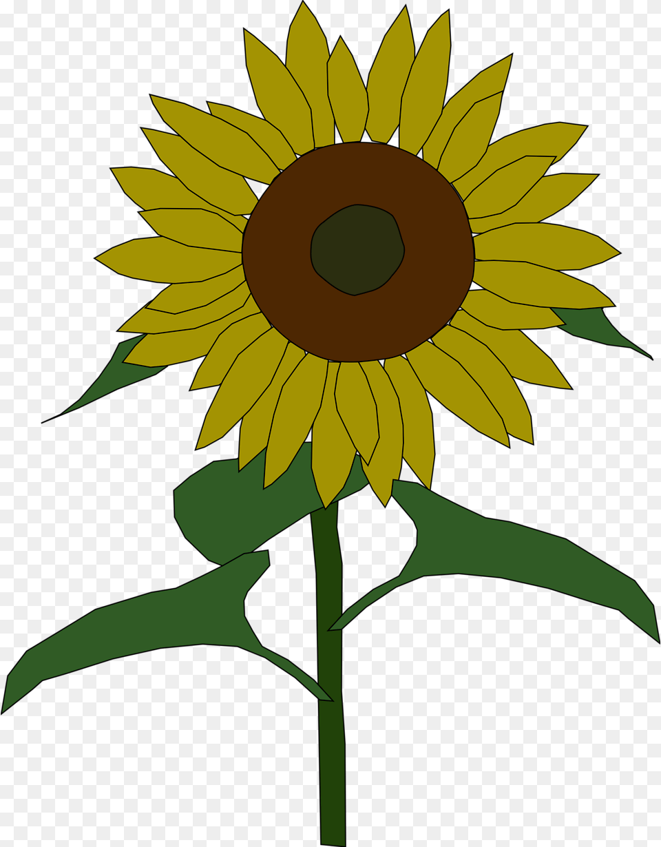 Dead Flower Clipart, Plant, Sunflower Png Image