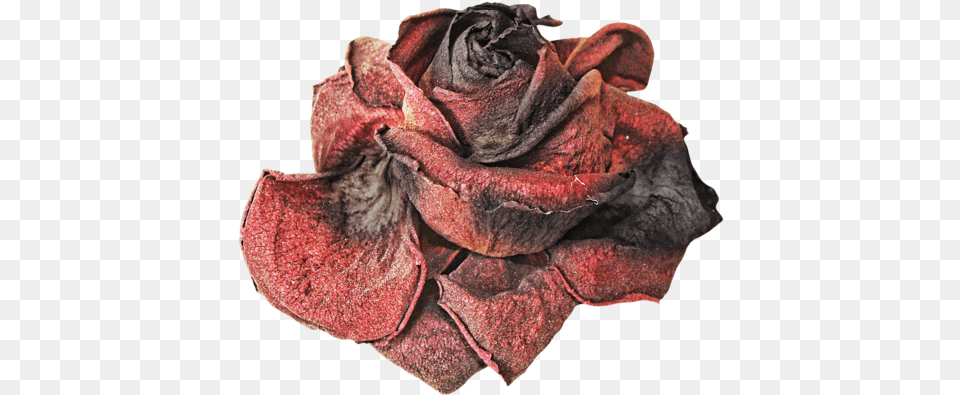 Dead Flowers 4 Image Withered Rose, Flower, Petal, Plant, Clothing Free Transparent Png