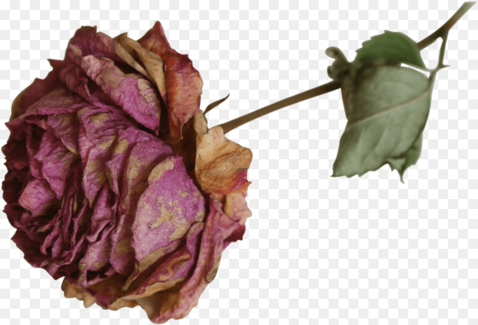 Dead Flowers 5 Image Dried Roses, Leaf, Plant, Flower, Rose Free Png Download