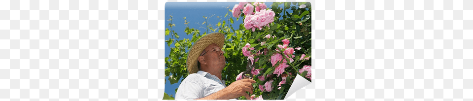 Dead Flowers Of A Pink Rose Wall Mural Bouquet, Gardener, Nature, Outdoors, Person Free Png Download