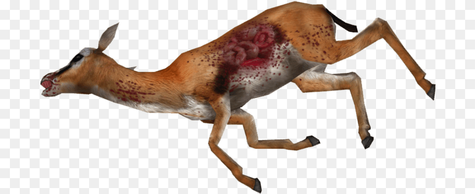 Dead Gazelle Dead Gazelle, Animal, Antelope, Impala, Mammal Png Image