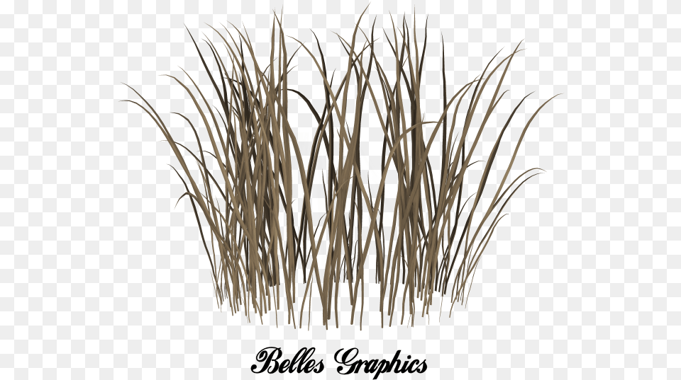 Dead Grass, Plant, Reed Free Png