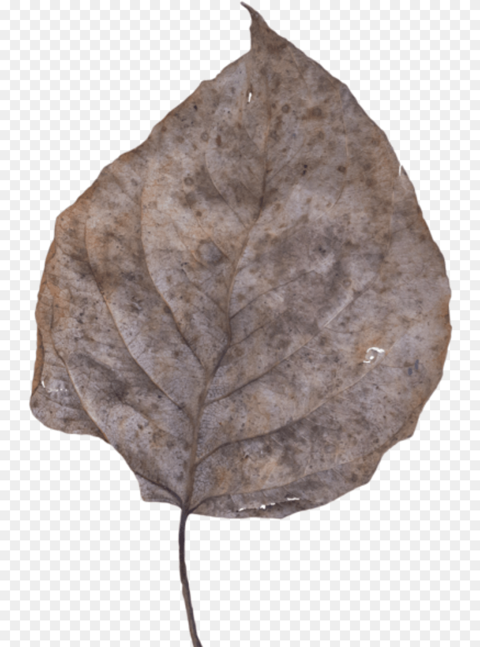 Dead Leaf Dead Leaf, Plant, Person Png Image