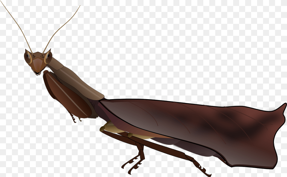 Dead Leaf Mantis, Animal, Insect, Invertebrate Png Image