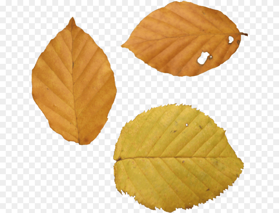 Dead Leaf Texture, Plant, Tree Png Image