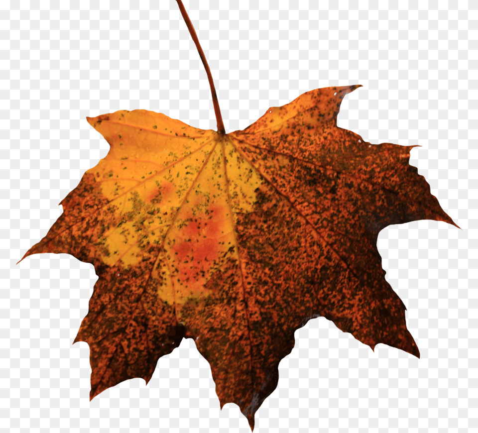 Dead Leaves, Leaf, Plant, Tree, Maple Png Image