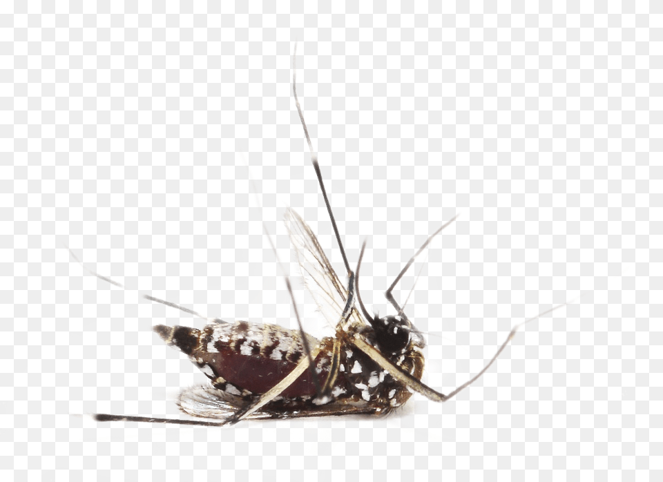 Dead Mosquito, Animal, Insect, Invertebrate Png Image
