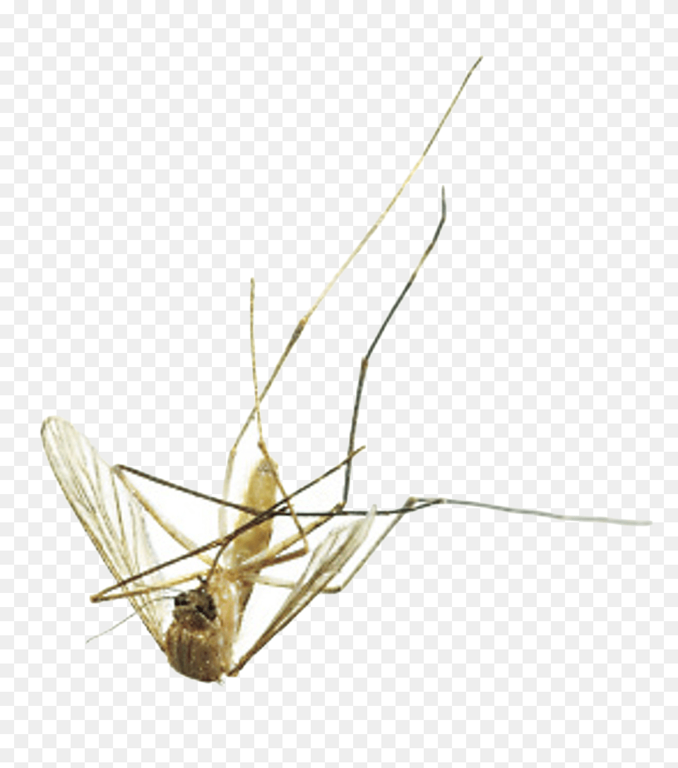 Dead Mosquito, Animal, Insect, Invertebrate Free Png