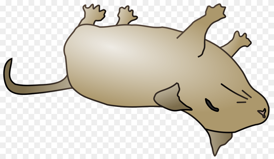 Dead Mouse, Animal, Baby, Person, Mammal Free Png Download