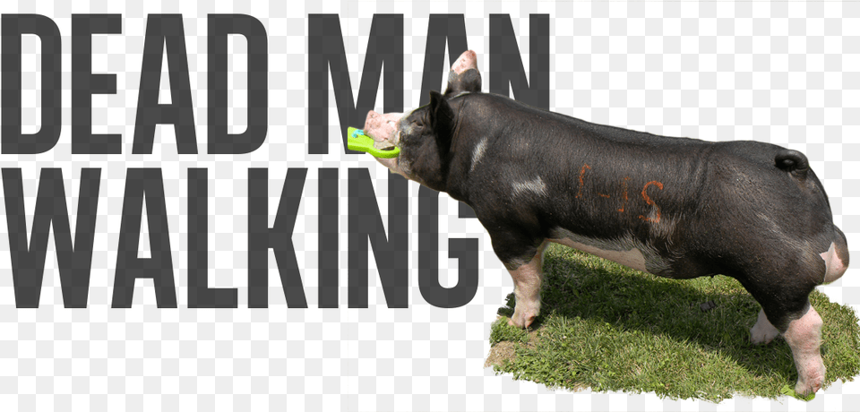 Dead Or Alive X Walk The Dog Waxing, Animal, Mammal, Pig, Hog Free Png