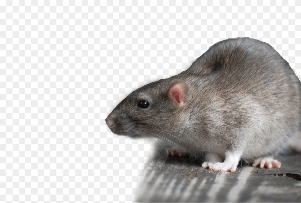 Dead Rat Rat, Animal, Mammal, Rodent Png