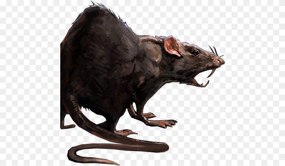 Dead Rat Rat Concept Art, Animal, Mammal, Rodent, Bird Free Png Download