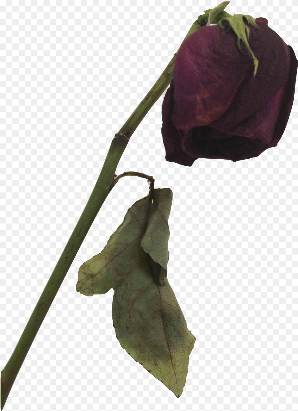 Dead Rose Dead Flower, Plant, Petal, Blade, Dagger Free Png Download