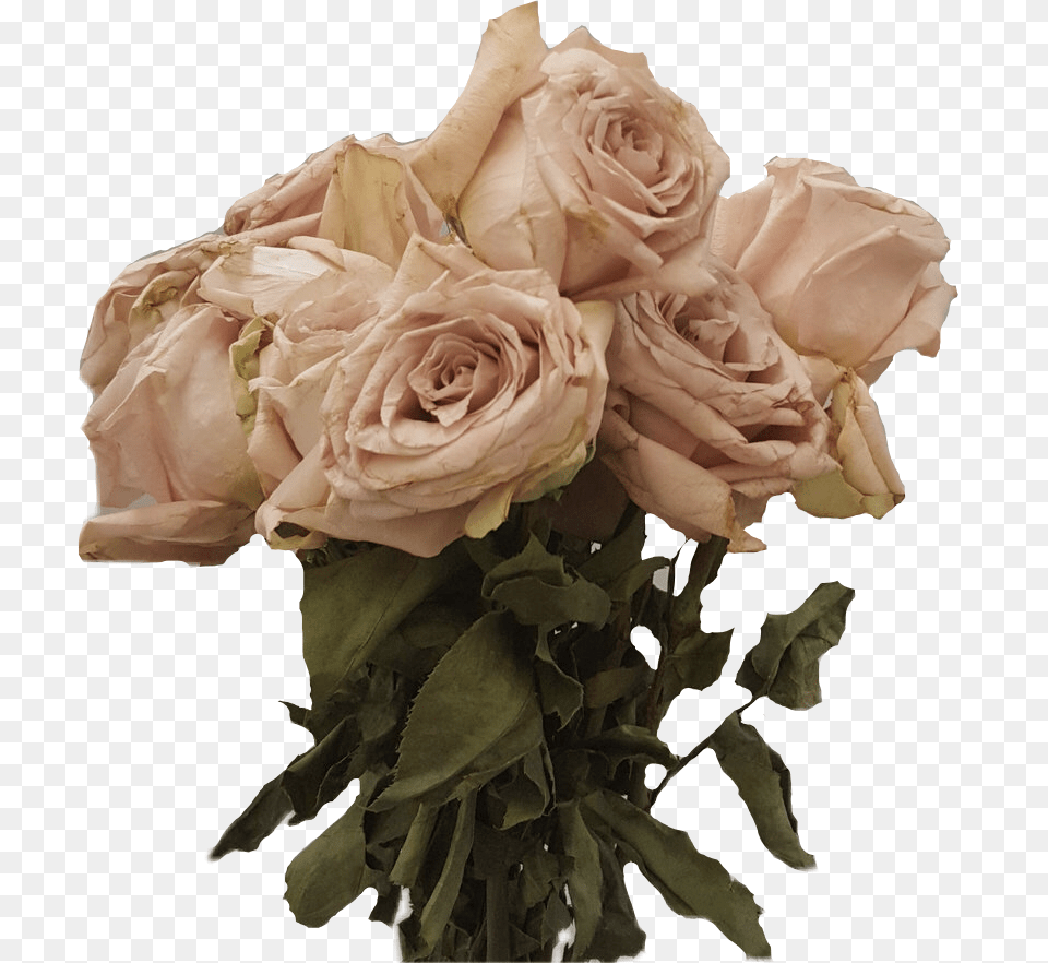 Dead Roses, Flower, Flower Arrangement, Flower Bouquet, Plant Free Transparent Png