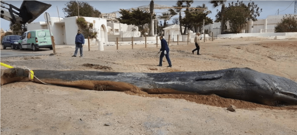 Dead Sperm Whale Had 64 Pounds Of Plastic And Other Cabo De Palos Whale, Person, Car, Transportation, Vehicle Free Transparent Png