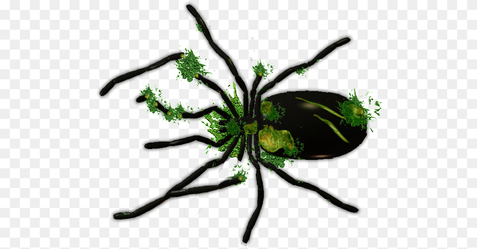 Dead Spider Dundjinni, Plant, Moss, Green, Herbs Free Png