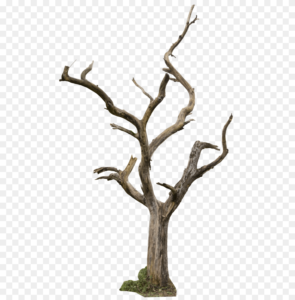 Dead Tree, Plant, Wood, Driftwood Free Png Download