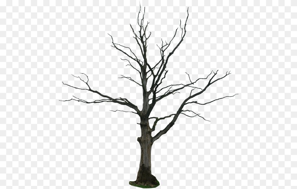 Dead Tree, Plant, Tree Trunk, Potted Plant, Oak Free Png