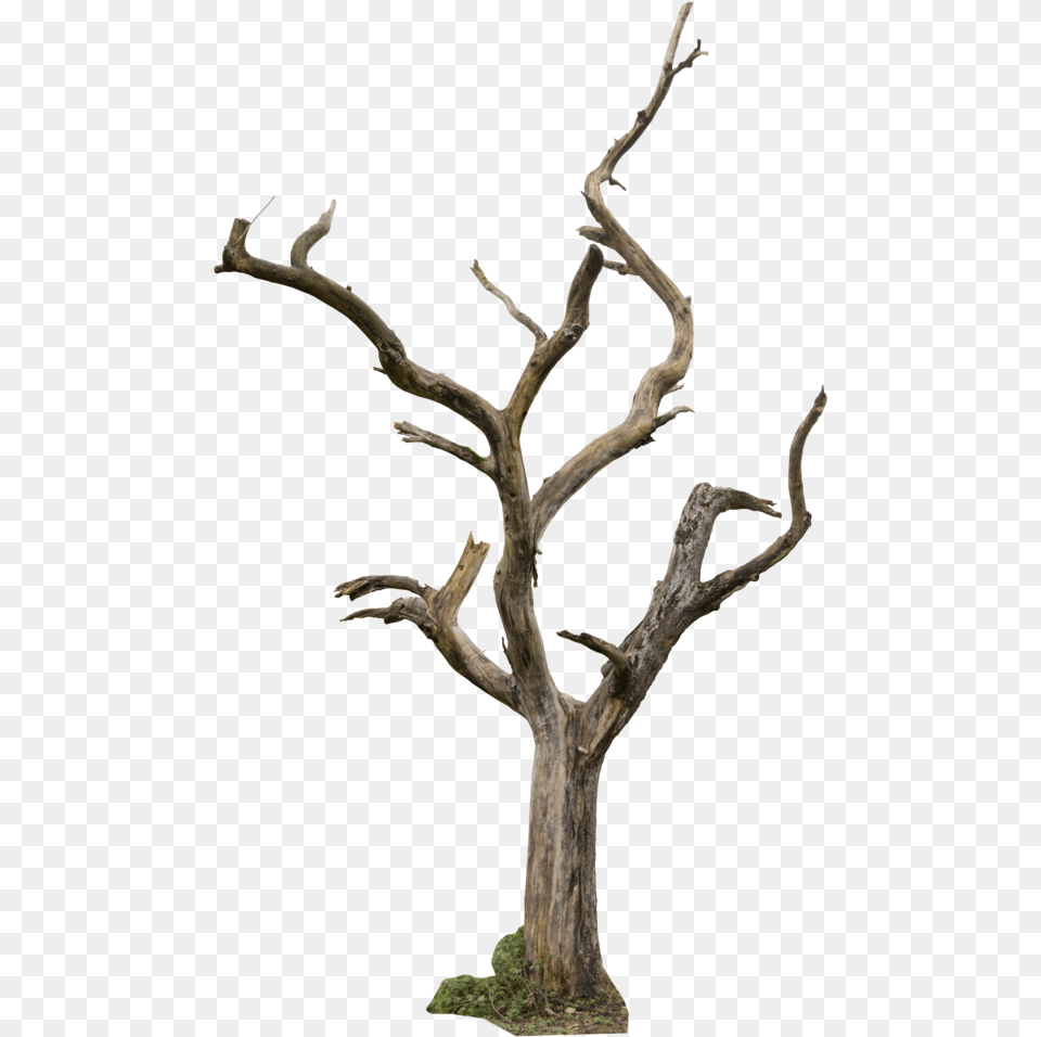 Dead Tree, Plant, Wood, Driftwood Png Image