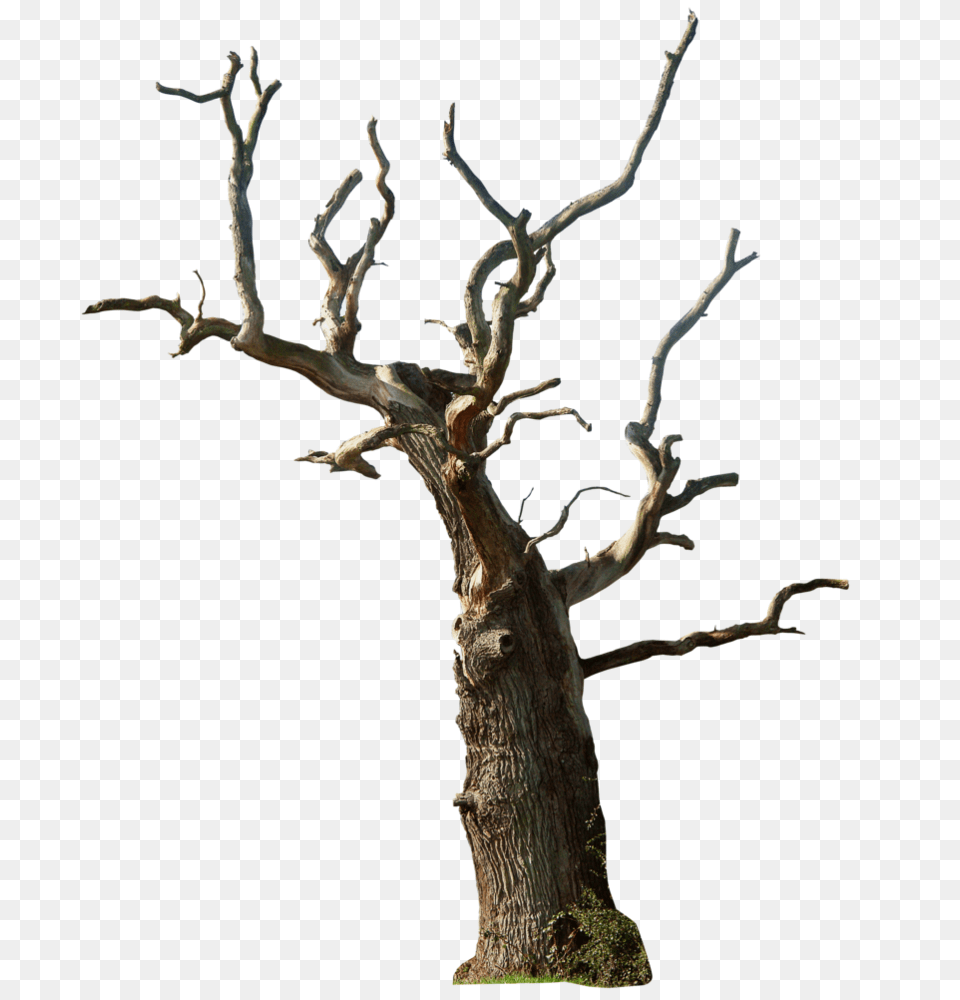 Dead Tree, Plant, Tree Trunk, Wood Png Image