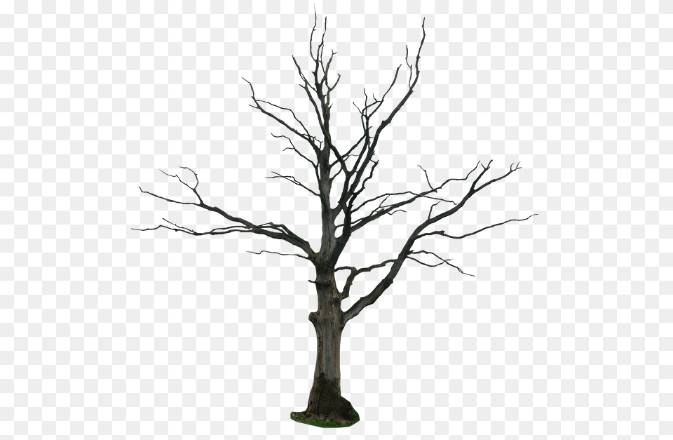 Dead Tree, Plant, Potted Plant, Tree Trunk, Animal Free Png