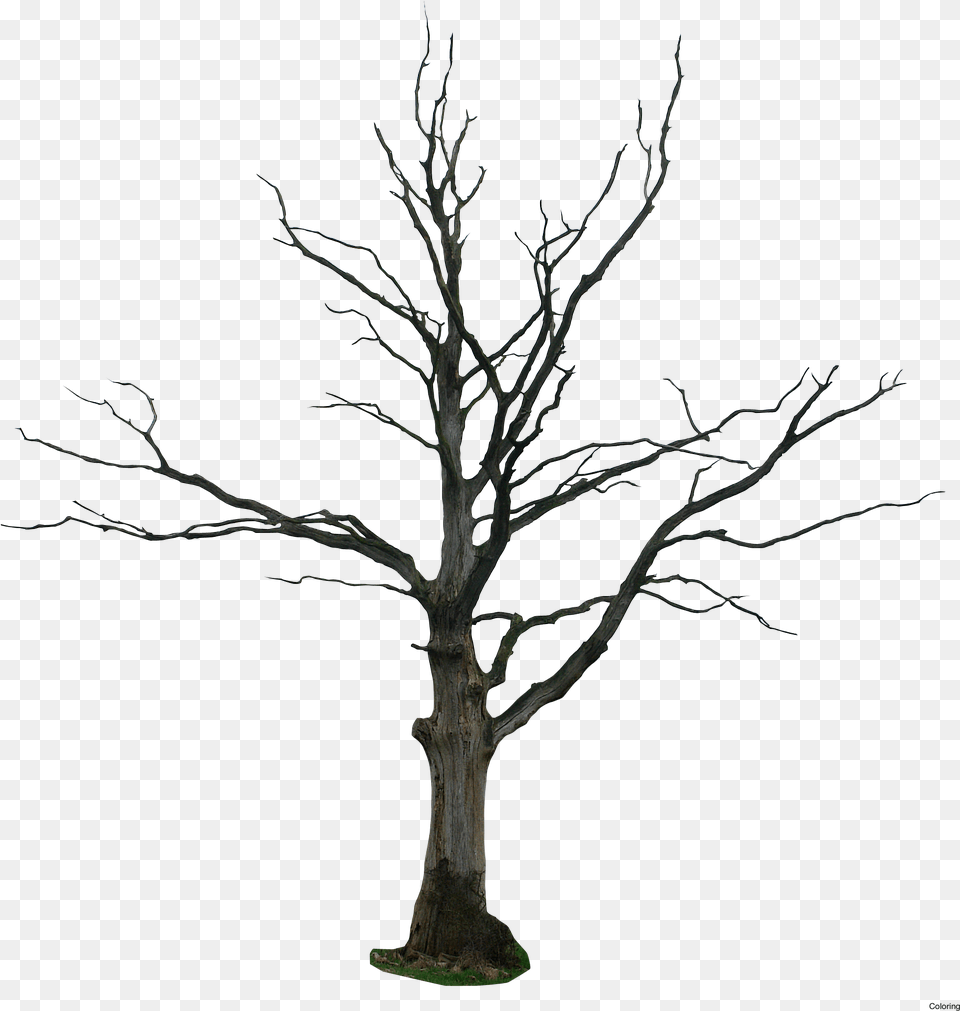 Dead Tree, Plant, Tree Trunk, Potted Plant Free Png