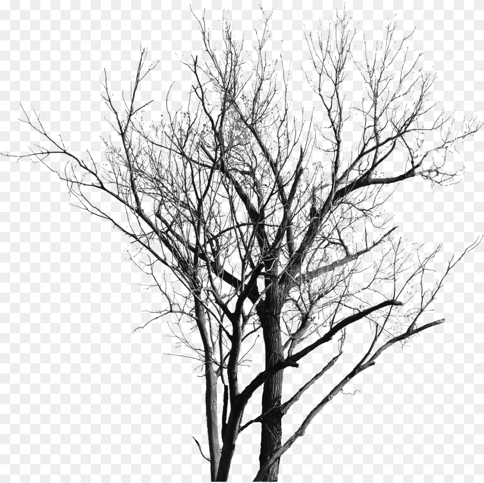 Dead Tree, Frost, Ice, Nature, Outdoors Free Transparent Png